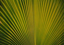 palm1.jpg
